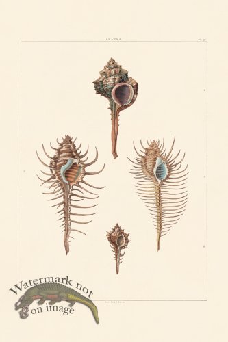 (image for) Perry Shell 45