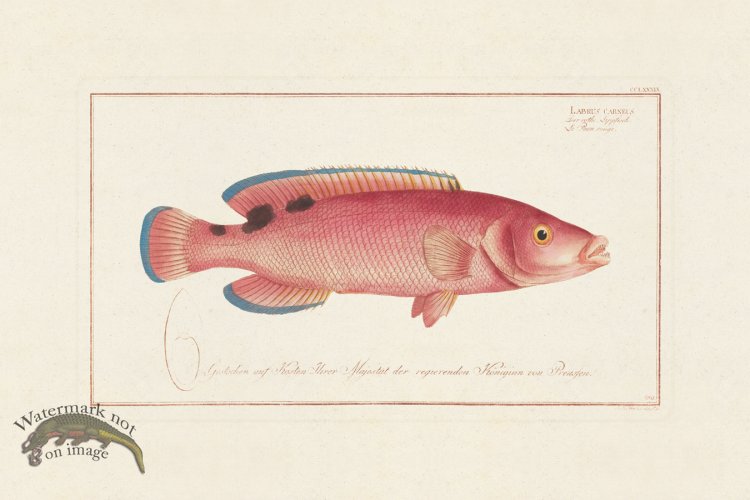 (image for) BLOCH FISH 289