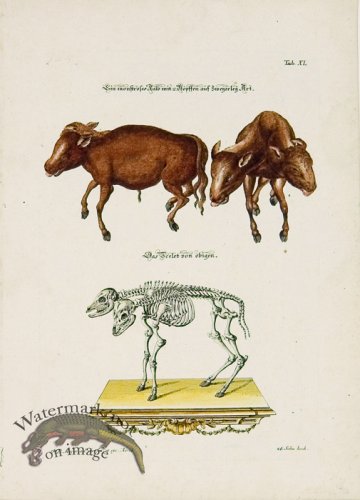 (image for) Meyer Animal 10