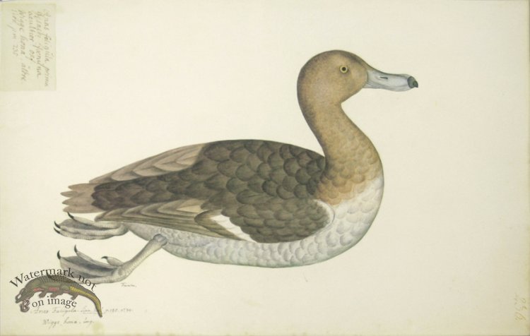 236 Swedish Birds . Anas Fuligula, Tufted Duck, Female