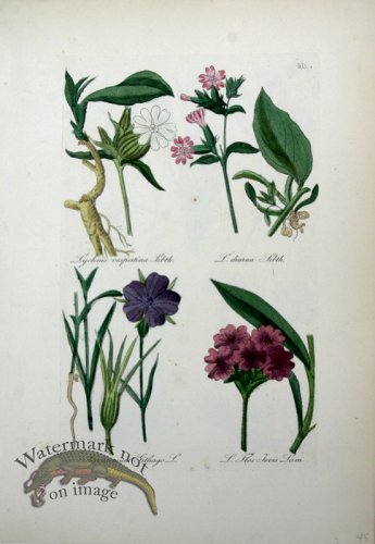 (image for) Deutschlands Flora 24