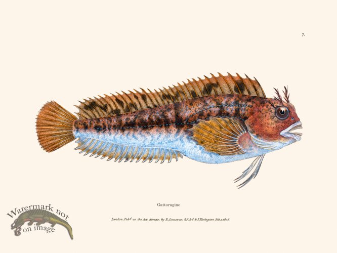 (image for) 007 Gattorugine