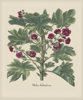 Besler 221 Colored B2