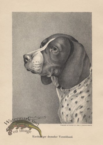 (image for) 1890s Dogs 32