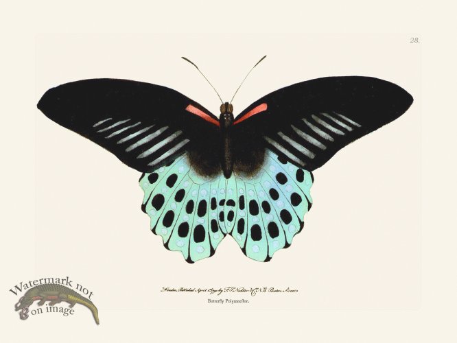 028 Butterfly Polymnestor