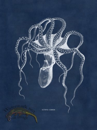 (image for) Octopus Blue 45