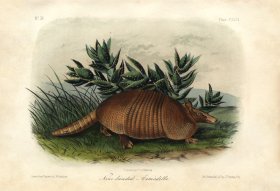 Nine banded Armiadillo