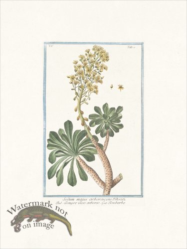 (image for) Bonelli 402 Desert Horsepurslane