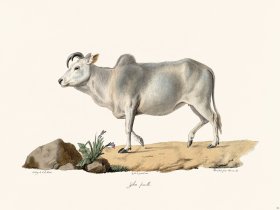 Cuvier 062 Female Zebu