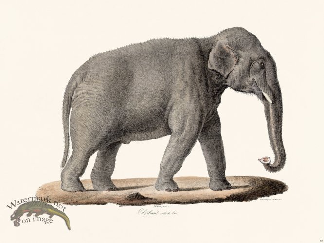 (image for) Cuvier 087 Male Elephant