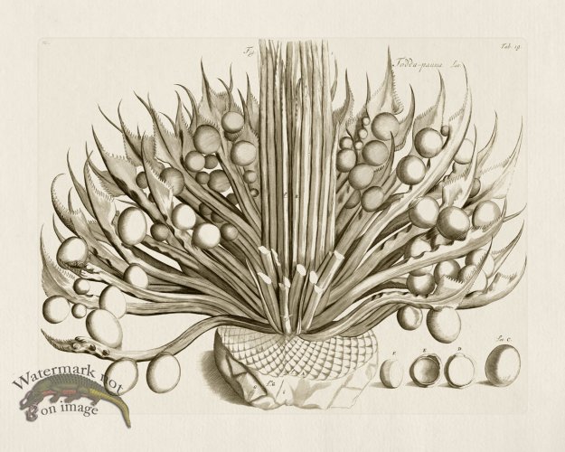 (image for) HORTUS VOl 03 19