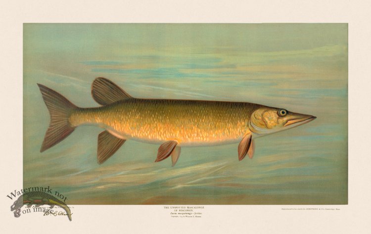 (image for) Unspotted Mascalonge