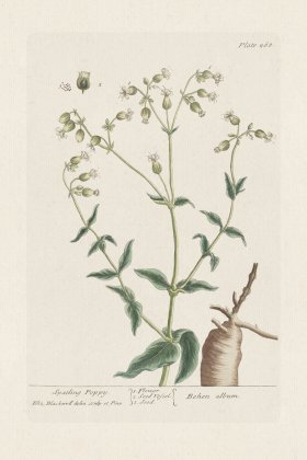 BEE 268 Spatling Poppy