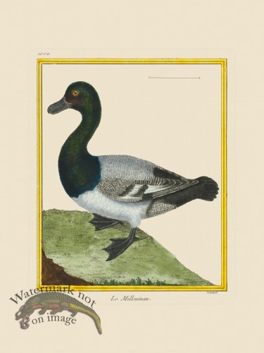 (image for) Martinet Bird 1002