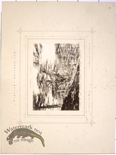 (image for) Lawson Pine Cone 40