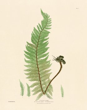 (image for) Bradbury Fern 05