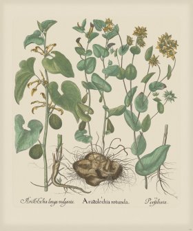 Besler 194 Colored B2