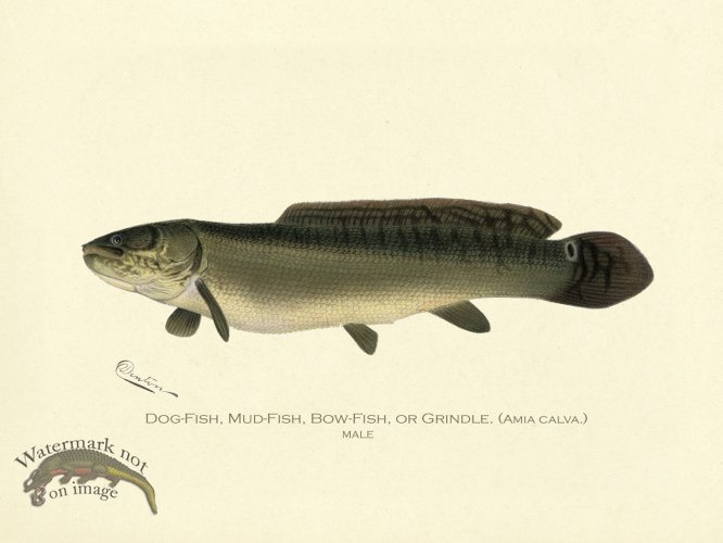 (image for) Dog Fish Male