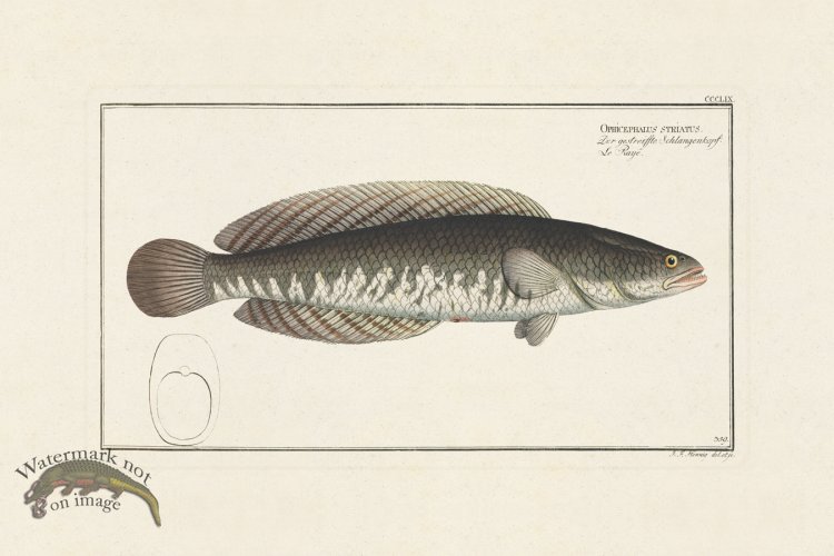 (image for) BLOCH FISH 359