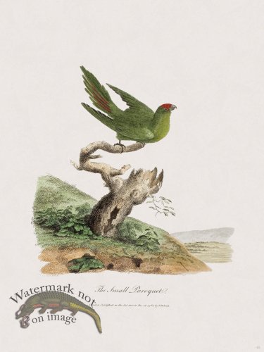 (image for) 48 New Holland Caffowary