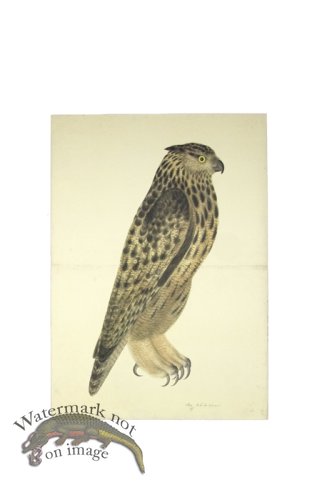 (image for) EAGLE OWL . PL 8