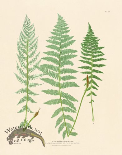 (image for) Bradbury Fern 31