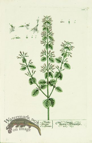 (image for) Blackwell German 135