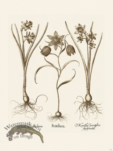 (image for) Besler 056 B1