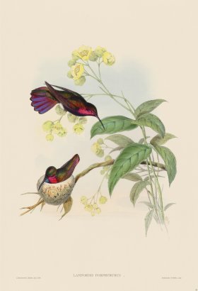 Gould Hummingbird 081