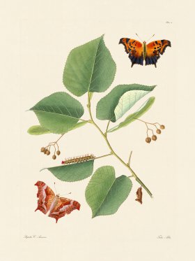 Abbot Butterfly 011
