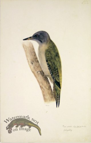 (image for) 123 Swedish Birds . Picus Viridis, European Green Woodpecker.F