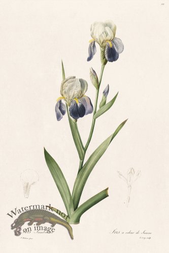 (image for) Les Liliacees Redoute 338