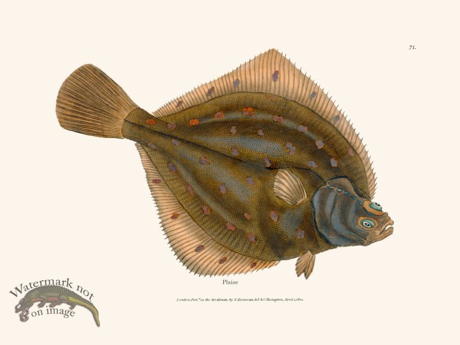 (image for) 071 Plaise