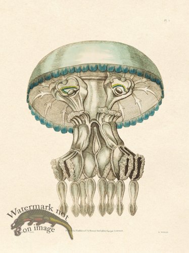 (image for) Shaw Nodder SL 01