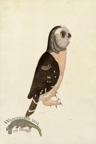 (image for) KO 21 Little Owl