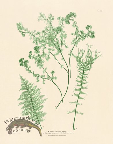 (image for) Bradbury Fern 32