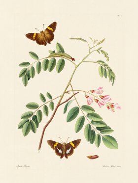 Abbot Butterfly 019