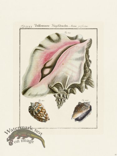 (image for) Martini Shells 033