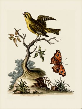 Edwards 084 Indian Green-Finch