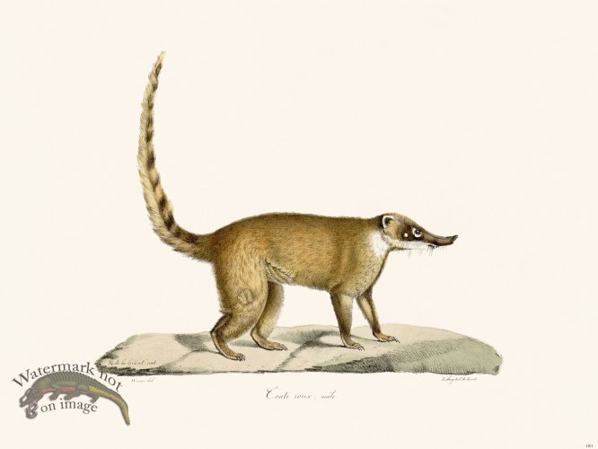 (image for) Cuvier 181 Red Coati