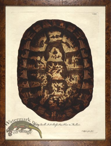 (image for) Turtle Shell Burl 08