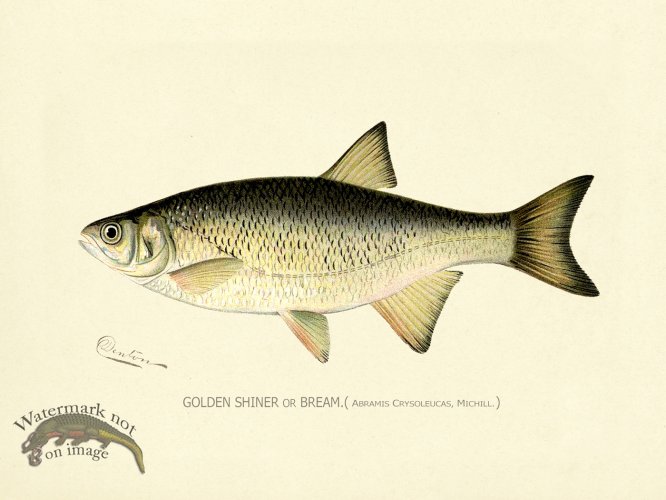 (image for) Golden Shiner or Bream