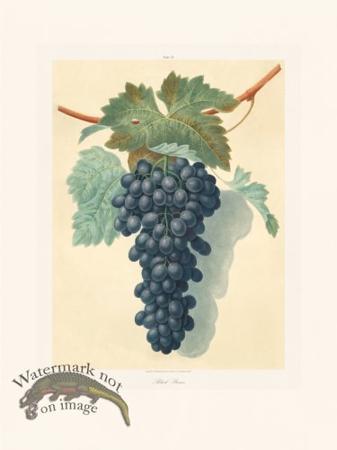 (image for) Brookshaw Fruit 22