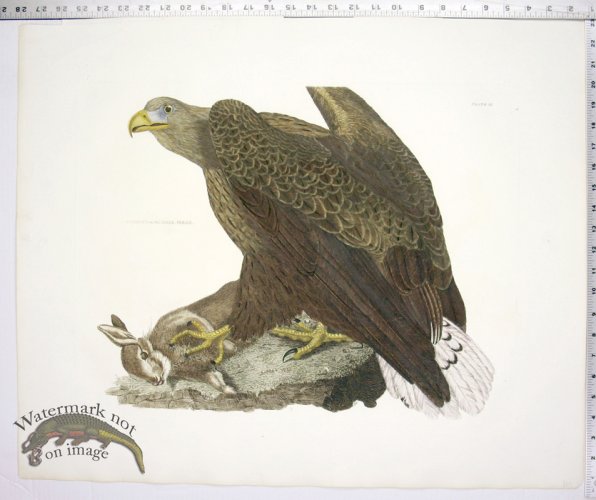 Sea or Cinereous Eagle Female