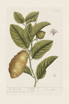 BEE 361 The CitronTree