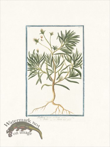 (image for) Bonelli 110 Flea seed