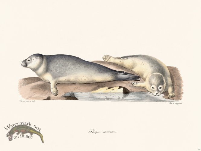 (image for) Cuvier 418 Harbor Seal