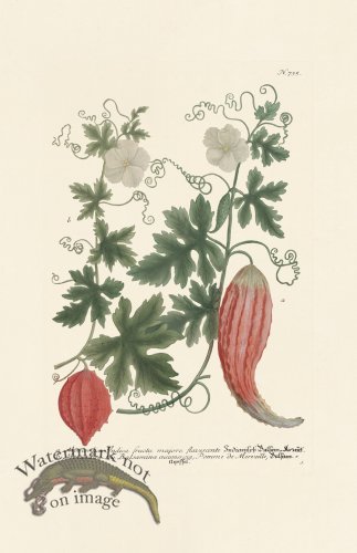 (image for) Weinmann PL 735