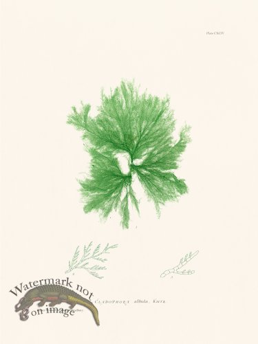 (image for) Bradbury Seaweed 194