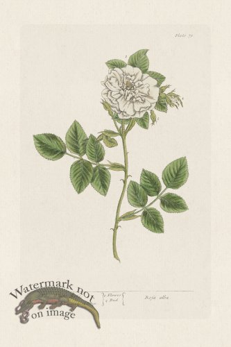 (image for) BEE 073 The White Rofe